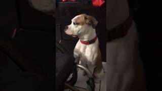 Boxer begging for food.