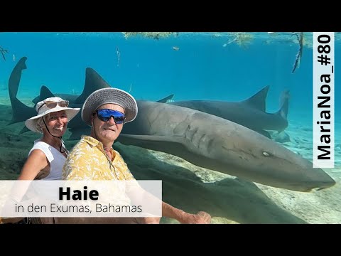 #80_Haie in den Exumas_Bahamas