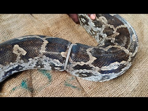 Python Treatment Dr. Pardip Sir Shrimad Rajchandra Hospital Pashu chikitsalay Baroliya Dharampur