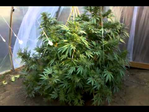 Subcool visits monster cannabis plants getting ready to harvest