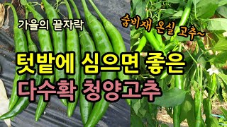 텃밭에 심으면 재미있는 다수확 청양고추 고추가 주렁주렁 많이 달렸고 청양고추를 온실하우스에 유인해 키우는데 …