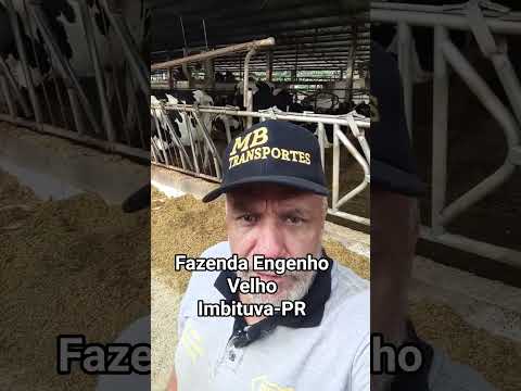 Fazenda Engenho Velho, Imbituva-PR. 06/10/2025