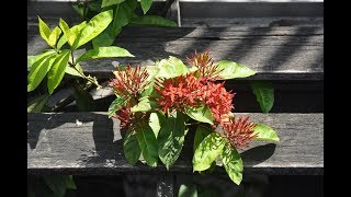My Photos and Haiku~Flowers on the street