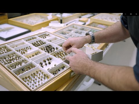 Occupational Video - Entomologist