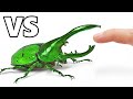Insectos Más Mortales Vs Dedo