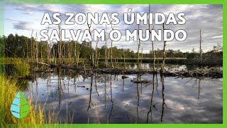 Miniatura do vídeo
