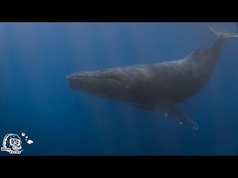 Diving Revillagigero Socorro - Part III , Socorro Islands,Mexiko
