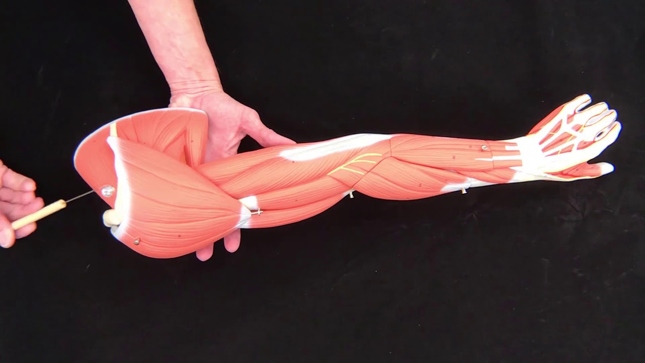 Upper Arm and Shoulder