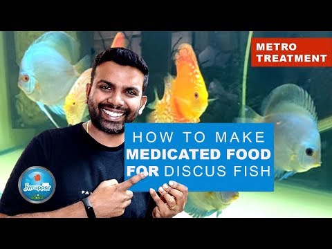How To Make Medicated Food For Discus Fish | Metro Treatment | Deworming  Discus Fish