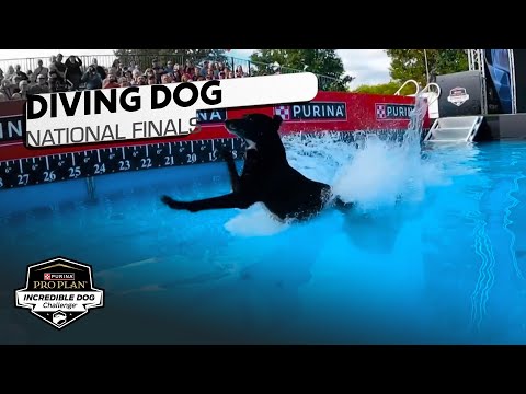 Incredible Dog Challenge: Diving Dog National Finals | NBC Sports