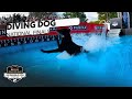 Incredible Dog Challenge Diving Dog National Finals NBC Sports
