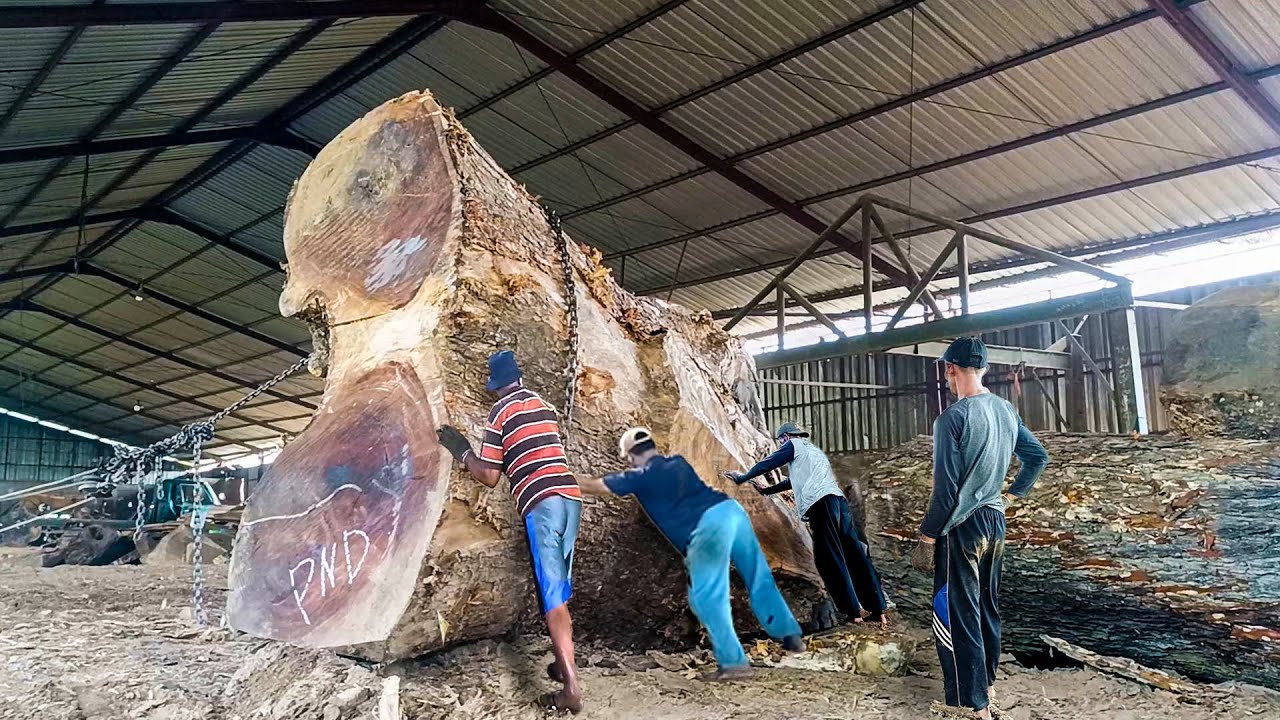800 million is a fair price! Giant rain tree belonging to the Sultan of Gunung Asri is sawn by a saw