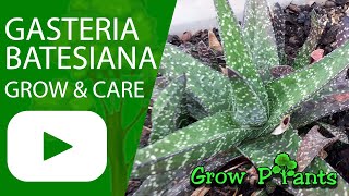 Gasteria batesiana - grow & care (can be indoor succulent)