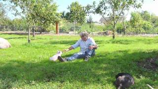 Piglet Emma Sue at Pigs Peace Sanctuary