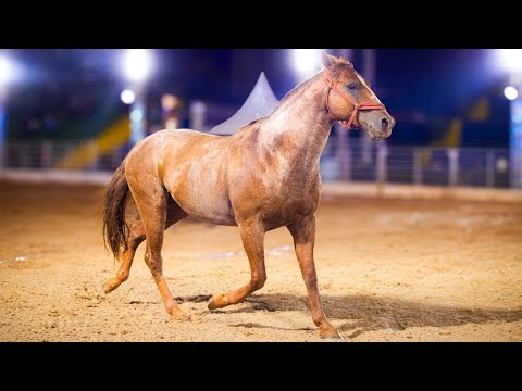 🟢🟡 Brazilian Final in Cutiano - #FNR2025 / EMAPA of Avaré - SP