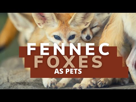 Fenek púštny (Vulpes zerda) — reálne info: chov, welfare a legislatíva