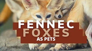 Fennec Fox Pet | The Ultimate Guide