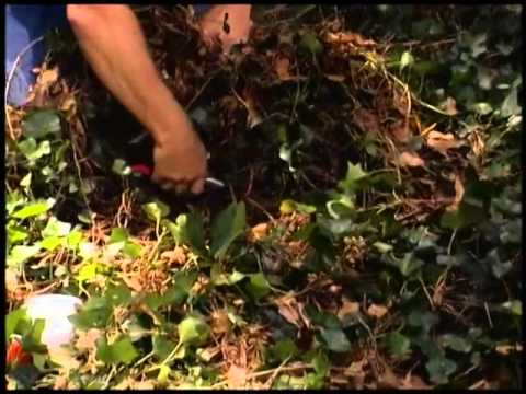 English Ivy with Walter Reeves