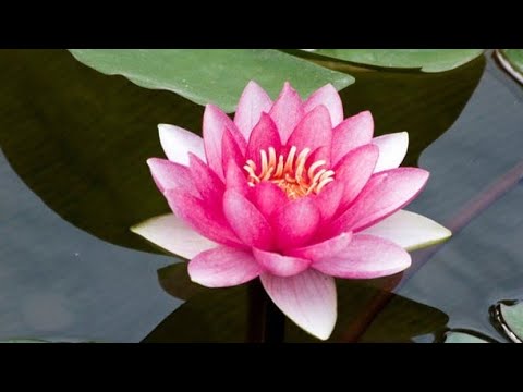 DAIMOKU - NAM MYOHO RENGE KYO - 5 MINUTES MIRACLE MANTRA FOR FAST KARMA CLEANSING