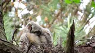 preview picture of video 'Juvenile Great Horned Owl, Carolina Beach State Park'