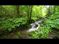 Calming Birds Chirping Babbling Brook Forest Sounds Nature Sounds