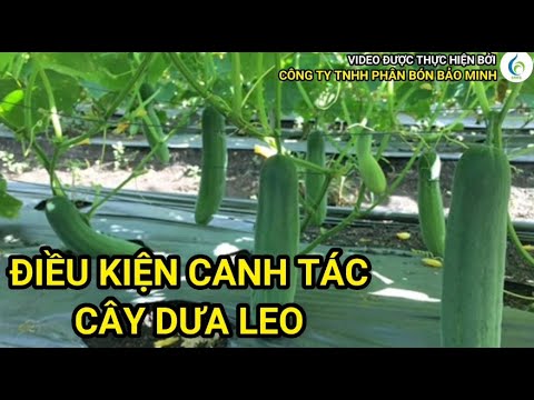 ĐIỀU KIỆN CANH TÁC CÂY DƯA LEO | Bảo Minh FE