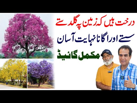 Best flowering trees for urban landscape | Jacaranda, tabebuia and amaltas