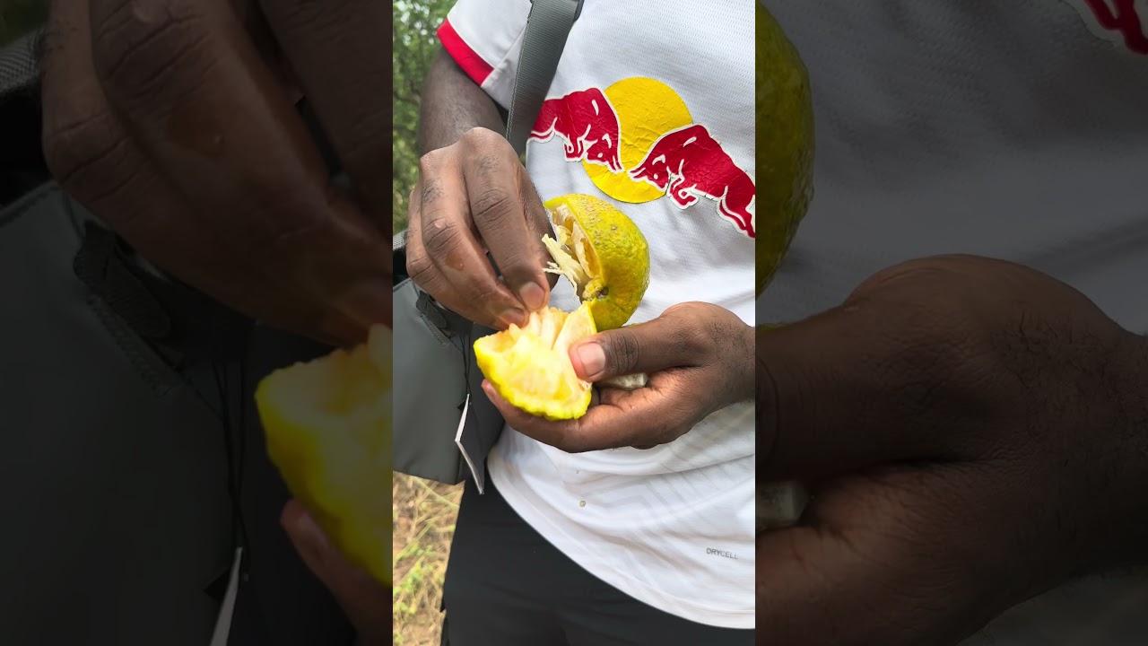 Dans un champs non de Bamako au Mali #bamako #bamakomali