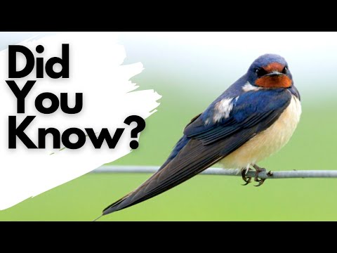 Things you need to know about SWALLOWS!