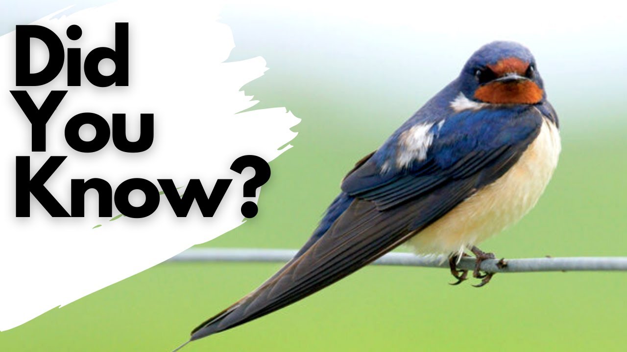 Are Swallows good to have around?
