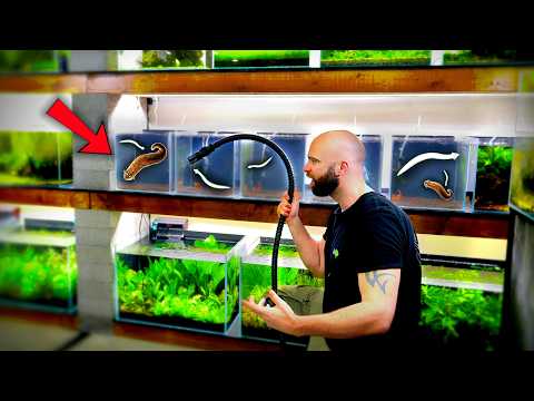 Planaria Infection 100+ Plants 5 New Shrimp Tanks