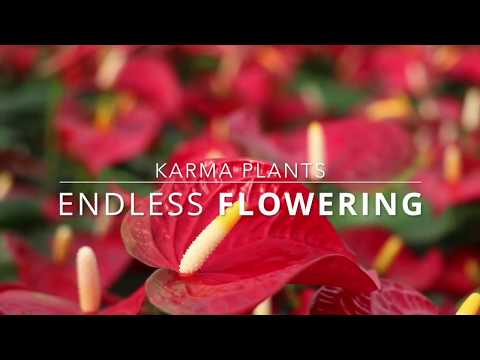 Karma Plants | Anthurium Grower