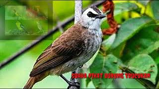 Download lagu Suara Pikat burung trucukan paling ampuh 2024 mp3 Download lagu Suara Pikat burung trucukan paling ampuh 2024 mp3
