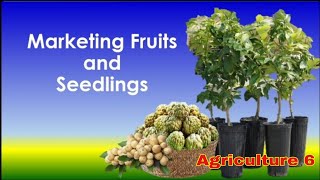 How to market fruits and seedlings? Best way to sell our products.