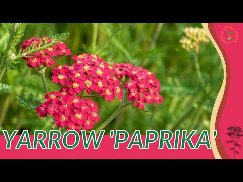 YARROW 'PAPRIKIA' Information & Growing Tips! (Achillea millefolium)