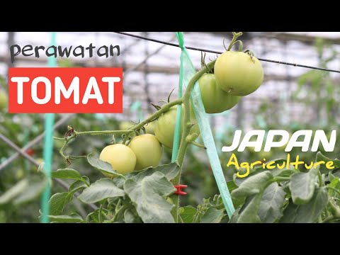 , title : 'TANAMAN TOMAT DI JEPANG | Japan Agriculture'