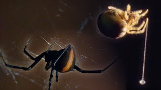 Red Back Spider | Attenborough: Life in the Undergrowth | BBC Earth