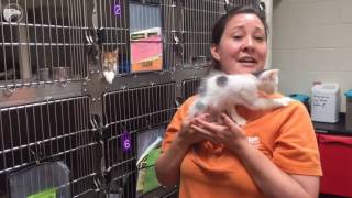 Meet some kittens from the Kansas Humane Society