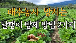 김장배추 김장무 효과적인 달팽이 퇴치방법 2가지!!