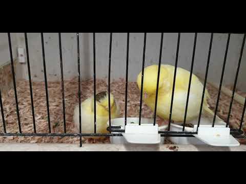 Norwich Canary youngsters 2021