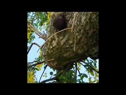 From a Welsh mountain | 2020 Found Season