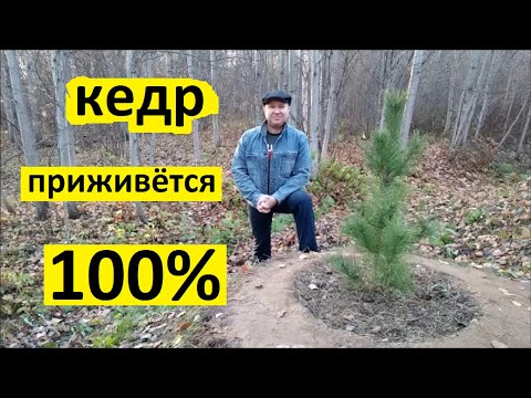 Кедр сибирский приживётся 100%. Добавляю к саженцу кедра микоризу, хвойный опад, эпин экстра.