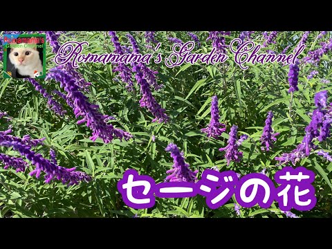 ファイアセージ 植物