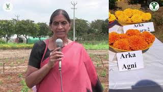 Propagation Method in Marigold Hybrid (Kannada)
