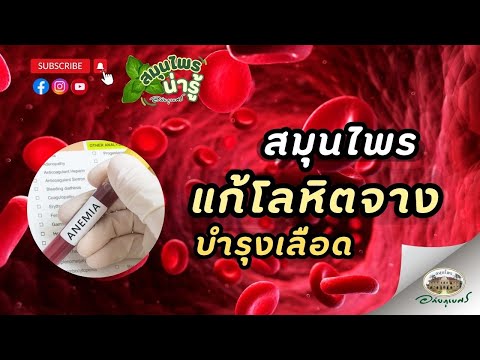 สมุนไพร แก้โลหิตจาง บำรุงเลือด l สมุนไพรน่ารู้ (2024)