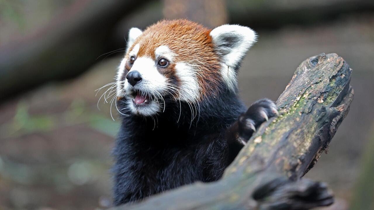 Pushback over proposed data center near Nashville Zoo