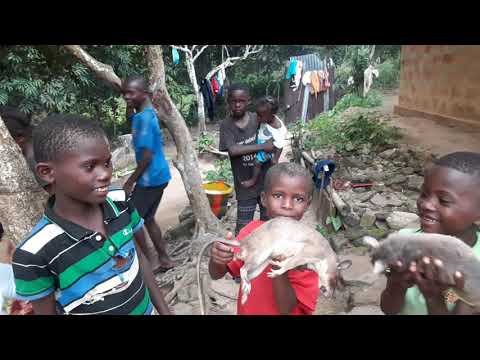 Le nkoumbi au village (Congo) #1