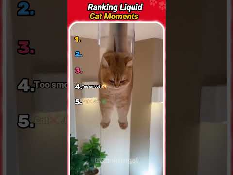 Ranking Liquid Cat Moments (Part-2) #ranking #shorts #cat #funny