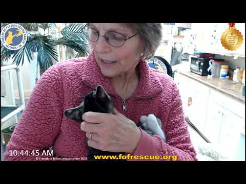 FFRC Adoption of Saki on 12/29/2018