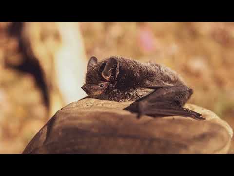 Fledermäuse in Dunklen Höhlen 🦇 | Ihr Leben, Ernährung und Schutz